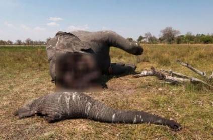 heartbreaking photo photo of elephant and its Trunk