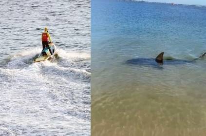 shark swallowed Sydney man who was swimming in the Sea
