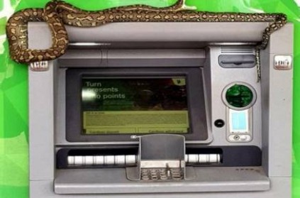 Snake rides over ATM machine in Australia. Viral photo