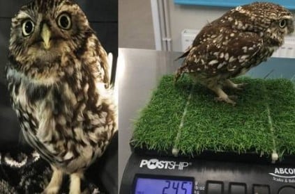 Viral Owl Too Fat To Fly Put On Strict Diet Flies Off