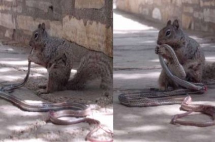 viral photos show a squirrel biting a snake in texas