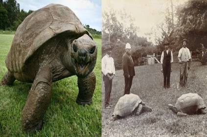 worlds oldest Jonathan Tortoise Turns 190 Years Old
