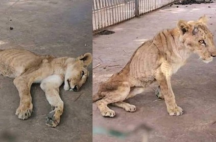 Photos of lions are going viral on the website
