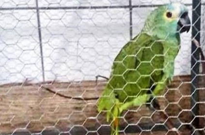 police seized the green parrot for giving sound to the smugglers