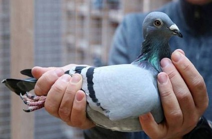 Racing pigeon sold for a record breaking Rs 14 crore
