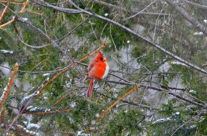 Rare bird: Half-male, half-female cardinal spotted in Pennsylvania