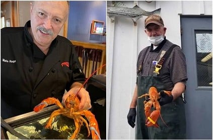 Rare Orange Lobster Found At A Restaurant In Florida