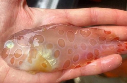 rare transparent blotched snail fish found in alaska