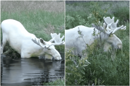 Rare white moose spotted in Sweden Old video goes viral