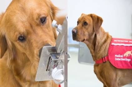 Researchers say a dog can detect corona virus patients.