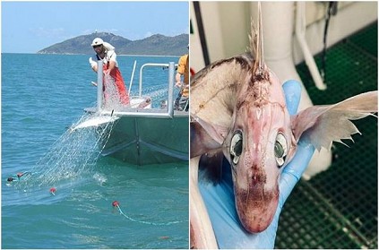 Russian Fisherman Finds dragon like fish in the Norwegian Sea