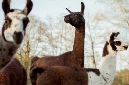 scientists look to llama in search for COVID-19 treatment