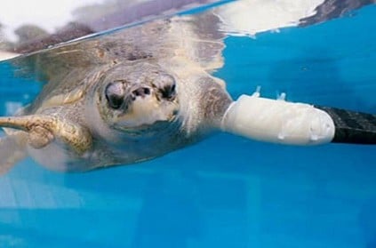 Scientists who used artificial leg fixes for a lost turtle