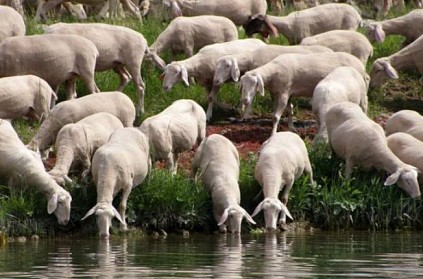 Sheep crazy sex run after drinking water contaminated by viagra