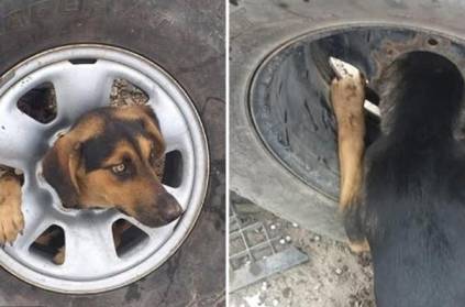 Silly pooch has to be rescued after getting its head stuck in a wheel