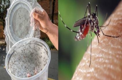 Singapore sterile male mosquitoes control reproduction