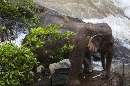 Six Elephants Die after falling into Waterfall in Thailand Zoo