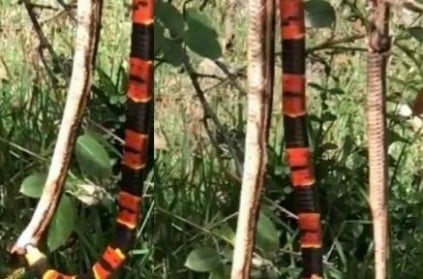 Snake eats another Snake, video goes viral on Social Media