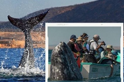 Sneaky whale pops up behind tourist boaters, spectacle gets caught