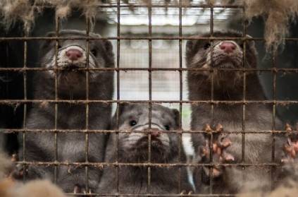 spain to cull 1 lakh mink covid19 spread scare