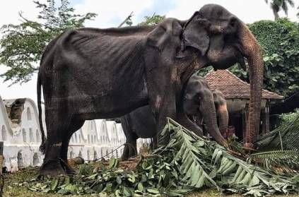 Sri Lanka 70 year old ailing elephant forced to walk in Festival