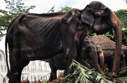 Sri Lankan elephant Tikiri forced to perform in parades dies