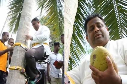 sri lankan minister climbed coconut tree shortage coconuts