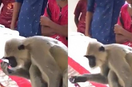 Srilanka monkey attends final rites of a man who give food