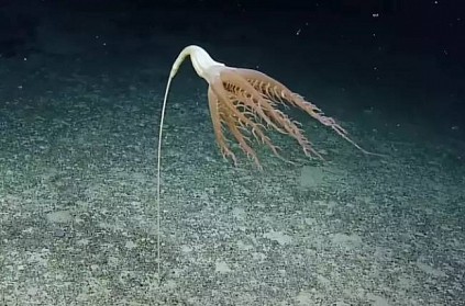 Surprising sea creature found in pacific ocean