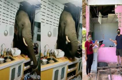 Thailand elephant broke the kitchen wall of a house