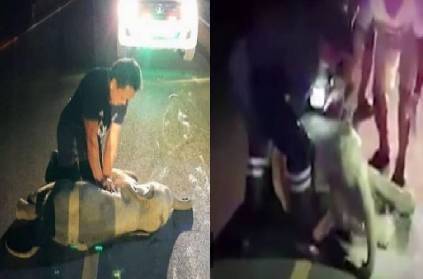 thailand rescuer gives cpr to baby elephant hit by motorbike details