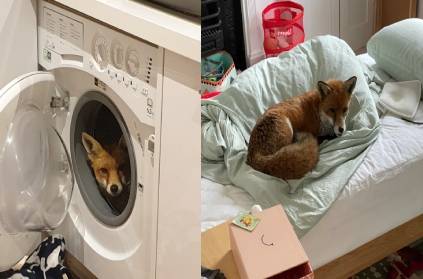 the fox was in inside the washing machine in london