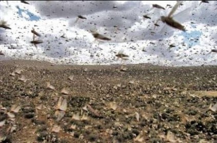 The UN says the locusts may affect Indian farms. Warning