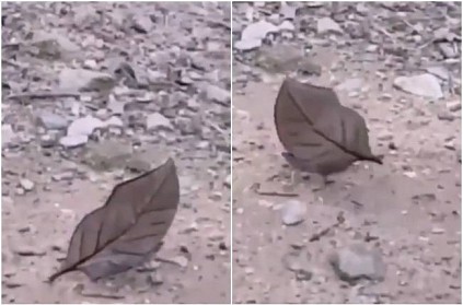 This Dead Leaf Is Actually Perfectly Camouflaged Butterfly video