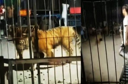 Tiger escapes cage during circus show in China Viral Video
