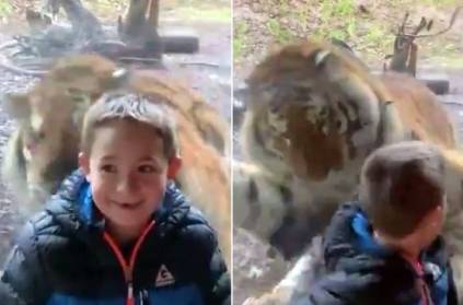 Tiger tried to assault minor boy from inside the glass