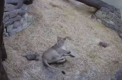 Tiny Lion Cub Gives Her Mother A Big Fright video goes viral