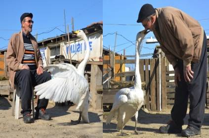 Turkey man battered swan raised it as his own daughter