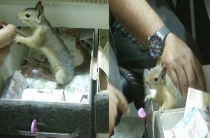 turkey squirrel protects a money box in a jewelry shop