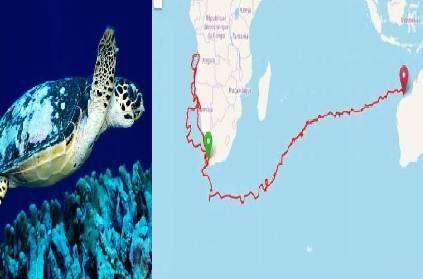 turtle finds its habitat after 20 yrs in australia