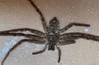 UK couple find spider in amazon parcel get horrified