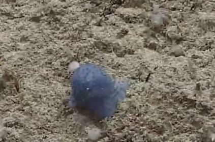 unidentified mysterious creature found under sea