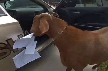 united states goat eating police documents inside police car