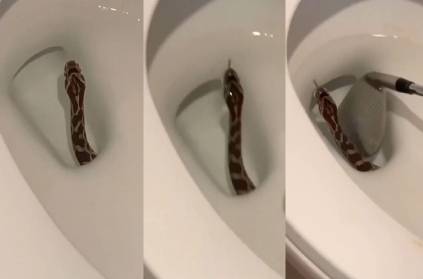 us snake come out western toilet man try remove viral video