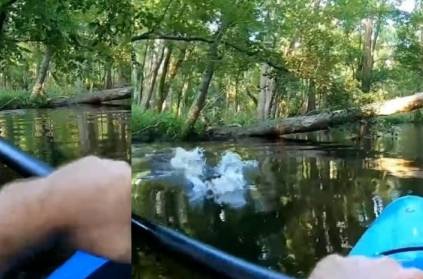 Video : Alligator Charges At Kayak, Knocks Man Into Water