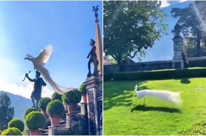 video of a rare white peacock flying in Italy goes viral
