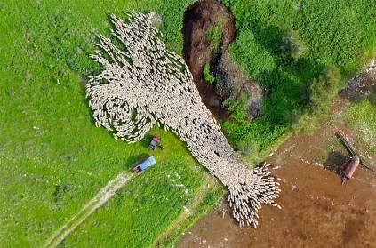 Video of an Israeli photographer photographing a flock