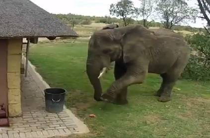 video of elephant throwing garbage in trashcan goes viral
