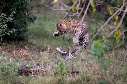 Video of Fight between Leopard and Python went viral