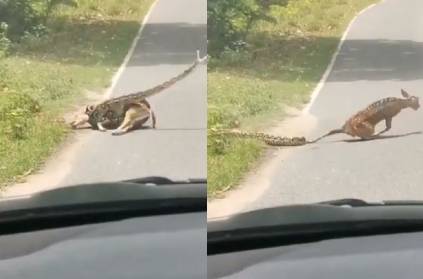 Viral and Horrifying video of Python catches Deer tightly